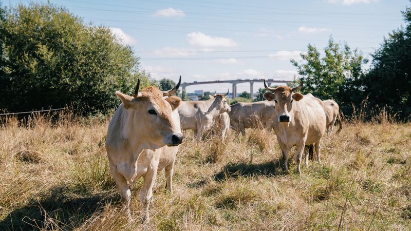 Depuis 2015, une association d’éleveurs passionnés soutient la relance de la vache nantaise, une race menacée de disparition. © David Gallard pour Nantes Métropole