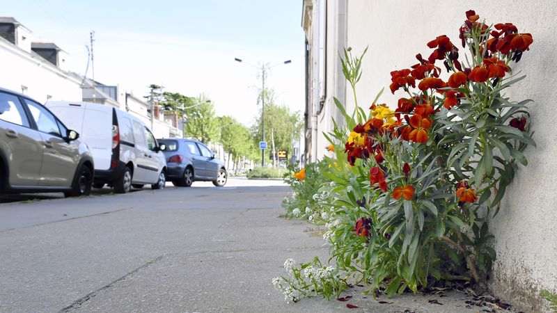 L’opération de fleurissement participatif Ma rue en fleurs vise à embellir des quartiers, tout en agissant en faveur de la biodiversité. © Rodolphe Delaroque / Nantes Métropole