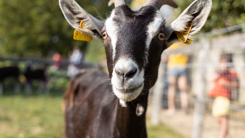 Chèvres, vaches, âne, canards et dindons retrouvent le public pour une nouvelle saison de visites et d'animations gratuites, du 8 mai au 26 octobre 2022. © Jean-Félix Fayolle