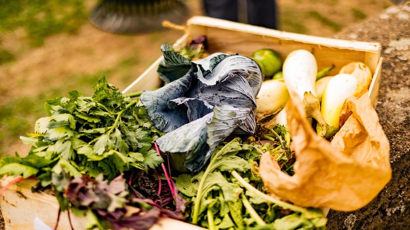 Cet été, malgré la sécheresse, 10 tonnes de légumes ont été récoltées et distribuées gratuitement à plus de 1500 ménages nantais. © Garance Wester